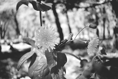 Close-up of flowers blooming outdoors