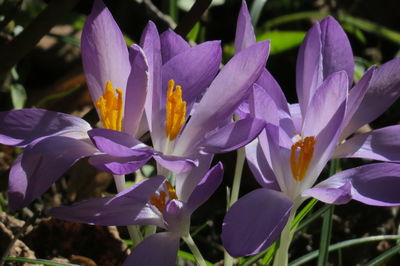 Close-up of purple crocus flowers