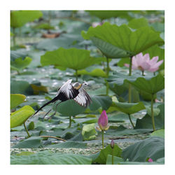 Bird flying over lotus water lilies growing in pond