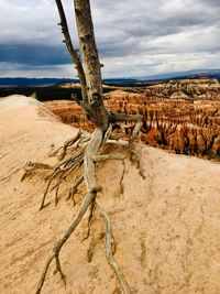 Driftwood on desert against sky