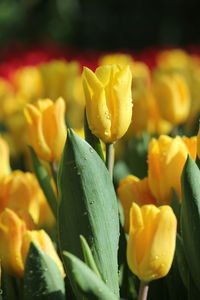 Close-up of wet yellow flowering plant