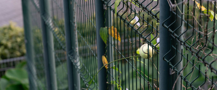 Close-up of fence against plants