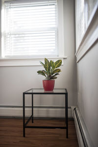Potted plant on floor at home