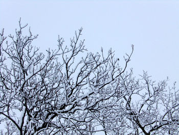 Low angle view of bare tree against clear sky