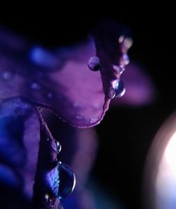 Close-up of butterfly on flower