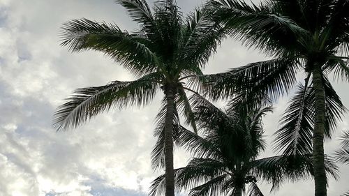 Low angle view of tree against sky