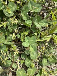 High angle view of plants growing on field