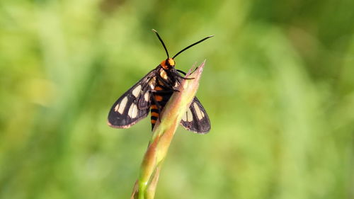 Close-up of butterfly pollinating flower