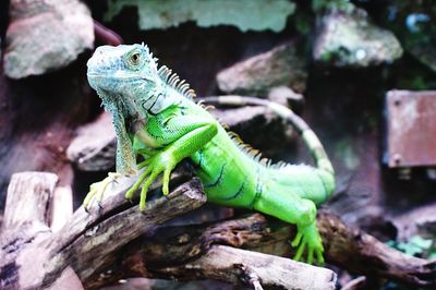 Close-up of lizard on rock