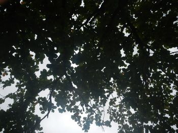 Low angle view of trees against sky