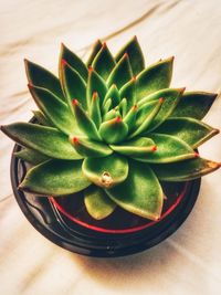 High angle view of succulent plant on table