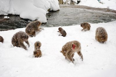 Flock of sheep in snow