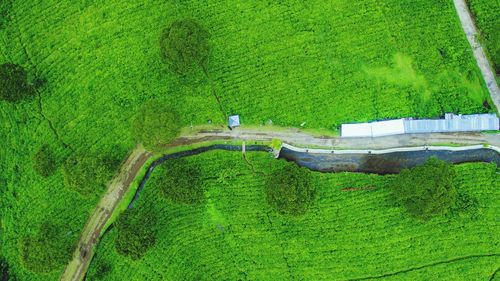 High angle view of lush foliage against green field