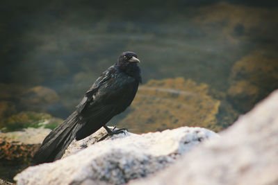 Close-up side view of a bird