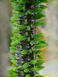 Close-up of succulent plant