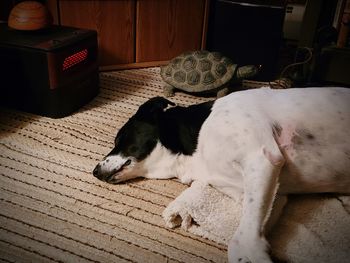 High angle view of dog sleeping on floor at home