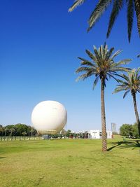 Palm trees on field against clear blue sky