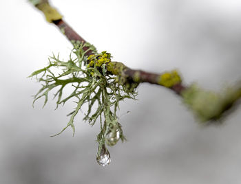 Close-up of raindrops on branch