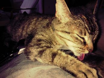 domestic cat