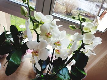 Close-up of white flowering plant in window