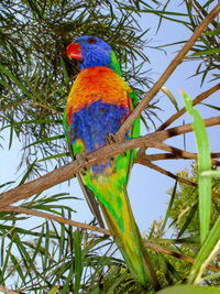 Low angle view of parrot perching on tree