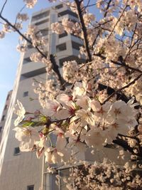 Low angle view of flowers against the sky