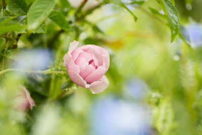 Close-up of pink rose