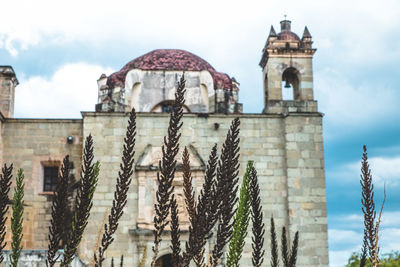 Close-up of plants against church of santo domingo de guzman