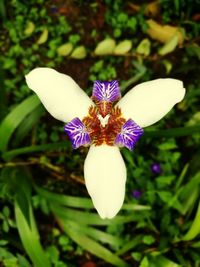 Close-up of purple crocus blooming outdoors