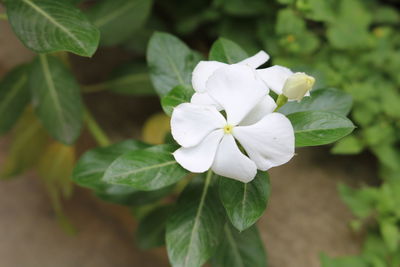 Close-up of white flower blooming outdoors