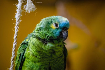 Close-up of a parrot