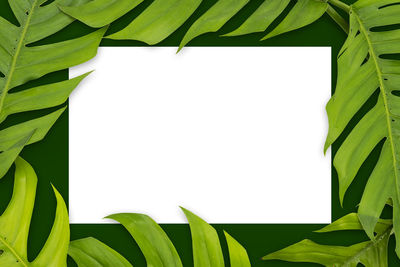 Close-up of plant against white background