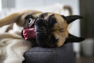 Close-up of french bulldog sleeping on sofa at home
