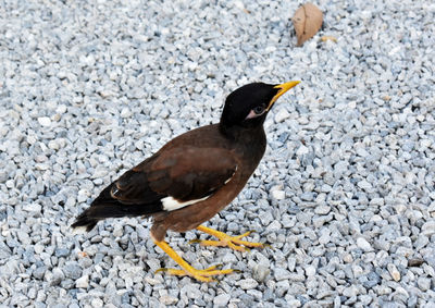 High angle view of bird on rock