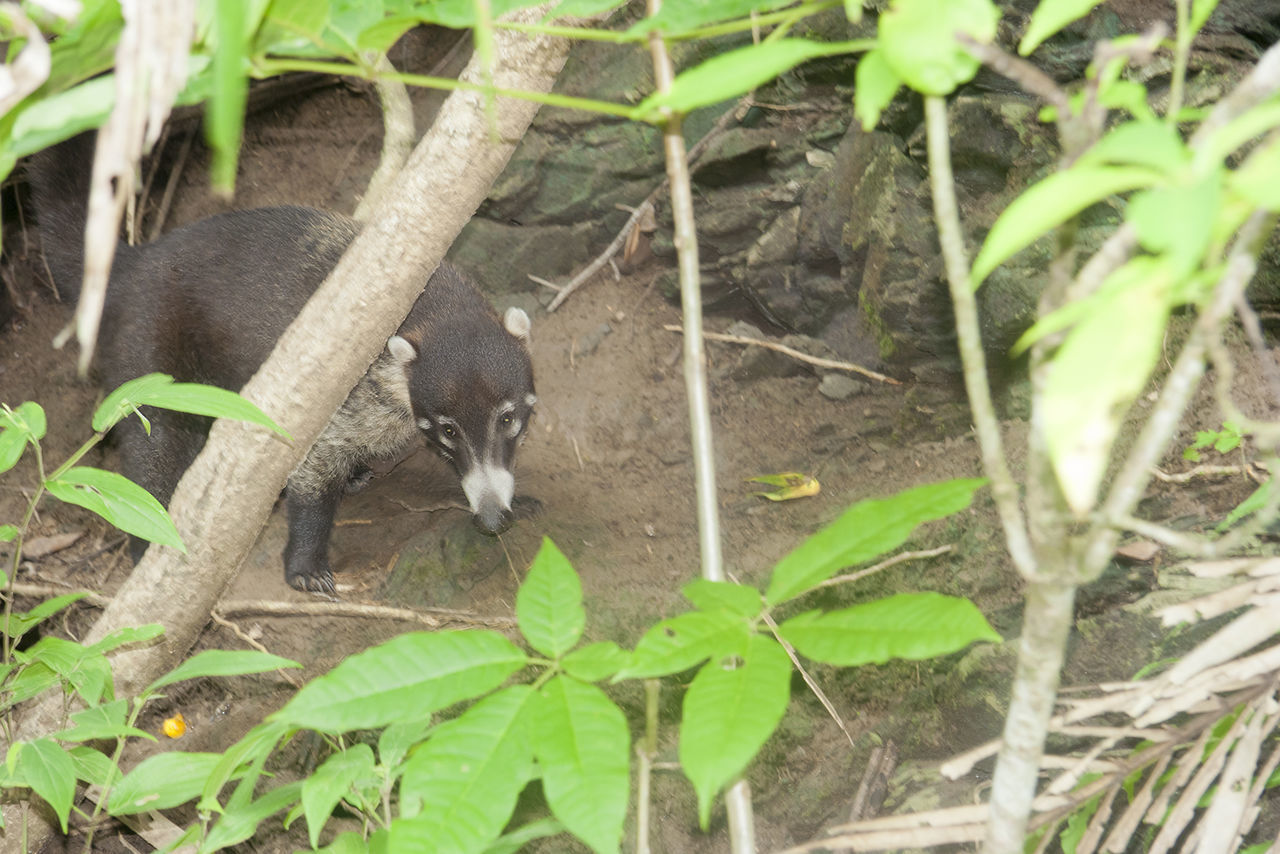 Gray four-eyed opossum