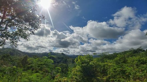 Low angle view of trees against sky