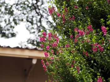 Close-up of pink flowering plants