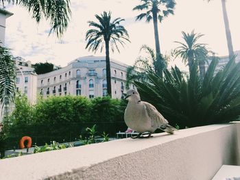 Mourning dove perching on retaining wall