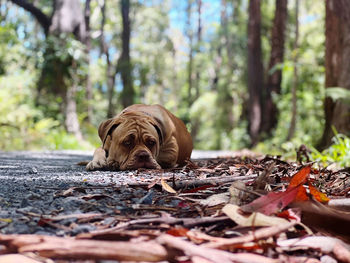 Puppy laying in the forest 