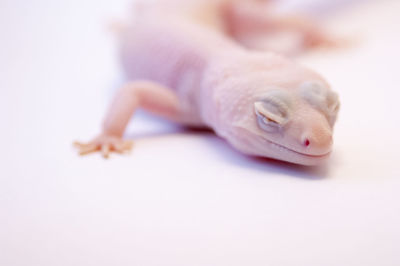 Close-up of lizard against white background