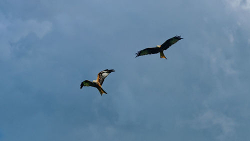 Low angle view of birds flying in sky