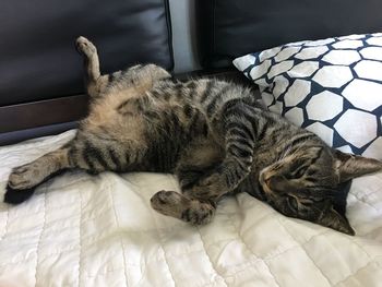 Close-up of cat sleeping on bed at home