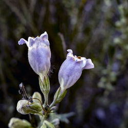 Close-up of flowers blooming outdoors