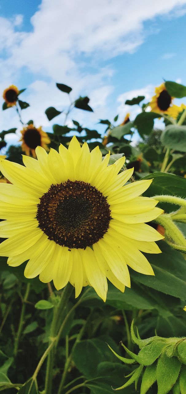 plant, flower, flowering plant, sunflower, freshness, flower head, beauty in nature, yellow, growth, petal, nature, inflorescence, field, fragility, sky, cloud, sunflower seed, close-up, plant part, leaf, landscape, pollen, rural scene, no people, land, asterales, agriculture, outdoors, botany, focus on foreground, springtime, blossom, summer, day, environment, green, macro photography, seed, crop, sunlight, farm