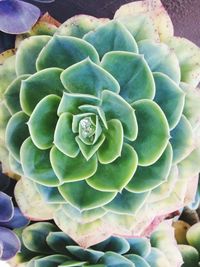 Close-up of succulent plant