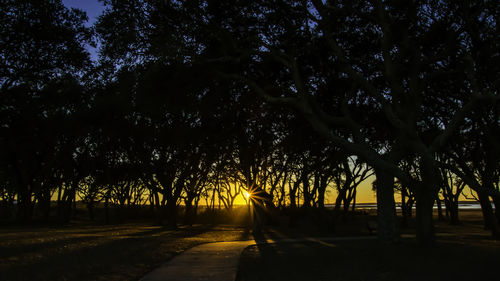 Silhouette trees against sky at night