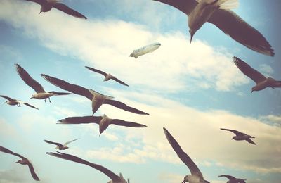 Low angle view of birds flying in sky