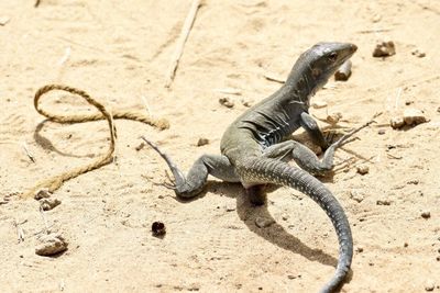 Close-up of lizard on sand at beach