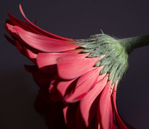 Close-up of red flower