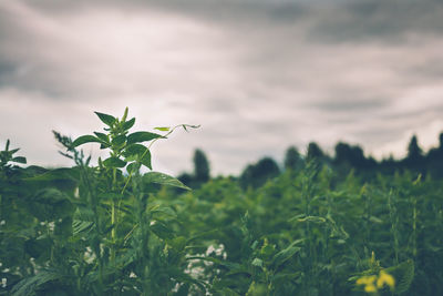 Close-up of plants growing on field against cloudy sky